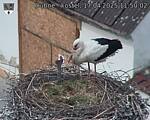 Capi_Dubne_20250417_115002.jpg