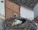 Capi_Dubne_20250417_121502.jpg