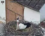 Capi_Dubne_20250417_122003.jpg