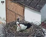 Capi_Dubne_20250417_122503.jpg