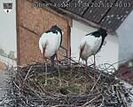 Capi_Dubne_20250417_124003.jpg