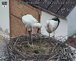 Capi_Dubne_20250417_124503.jpg