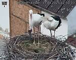 Capi_Dubne_20250417_125003.jpg