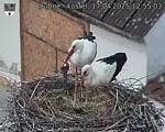 Capi_Dubne_20250417_125503.jpg