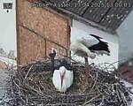 Capi_Dubne_20250417_130003.jpg