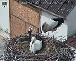 Capi_Dubne_20250417_130503.jpg