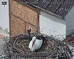 Capi_Dubne_20250417_131503.jpg