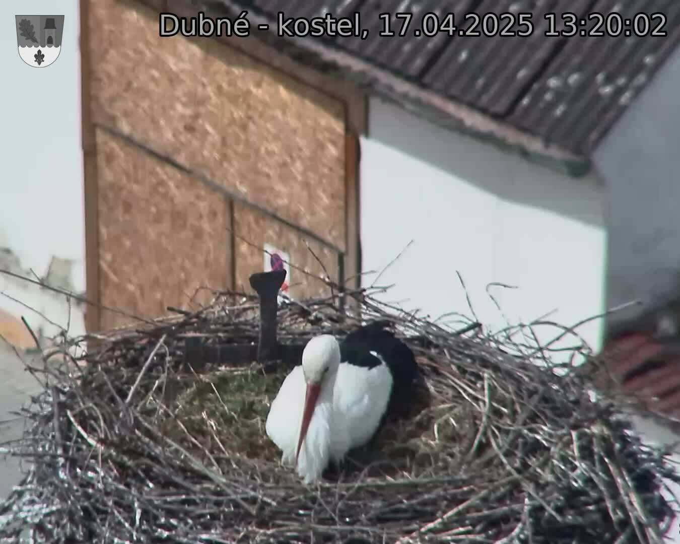 Capi_Dubne_20250417_132002.jpg (1350 x 1080)