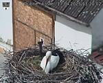 Capi_Dubne_20250417_132002.jpg