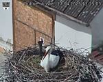 Capi_Dubne_20250417_132503.jpg
