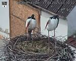 Capi_Dubne_20250417_133002.jpg