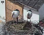 Capi_Dubne_20250417_134002.jpg