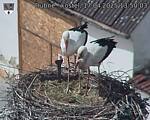 Capi_Dubne_20250417_135003.jpg