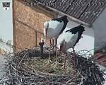 Capi_Dubne_20250417_135503.jpg