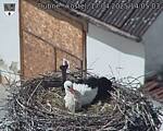 Capi_Dubne_20250417_140503.jpg
