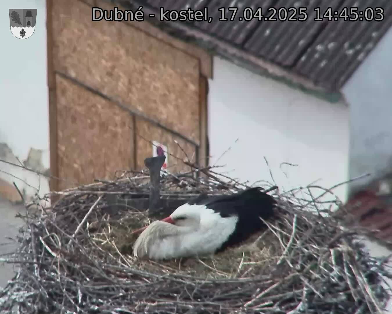 Capi_Dubne_20250417_144503.jpg (1350 x 1080)
