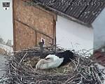 Capi_Dubne_20250417_144503.jpg