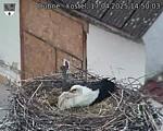 Capi_Dubne_20250417_145003.jpg