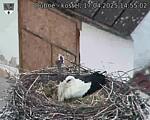 Capi_Dubne_20250417_145502.jpg