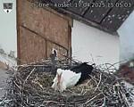 Capi_Dubne_20250417_150503.jpg