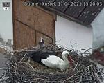 Capi_Dubne_20250417_152003.jpg