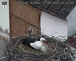 Capi_Dubne_20250417_152502.jpg