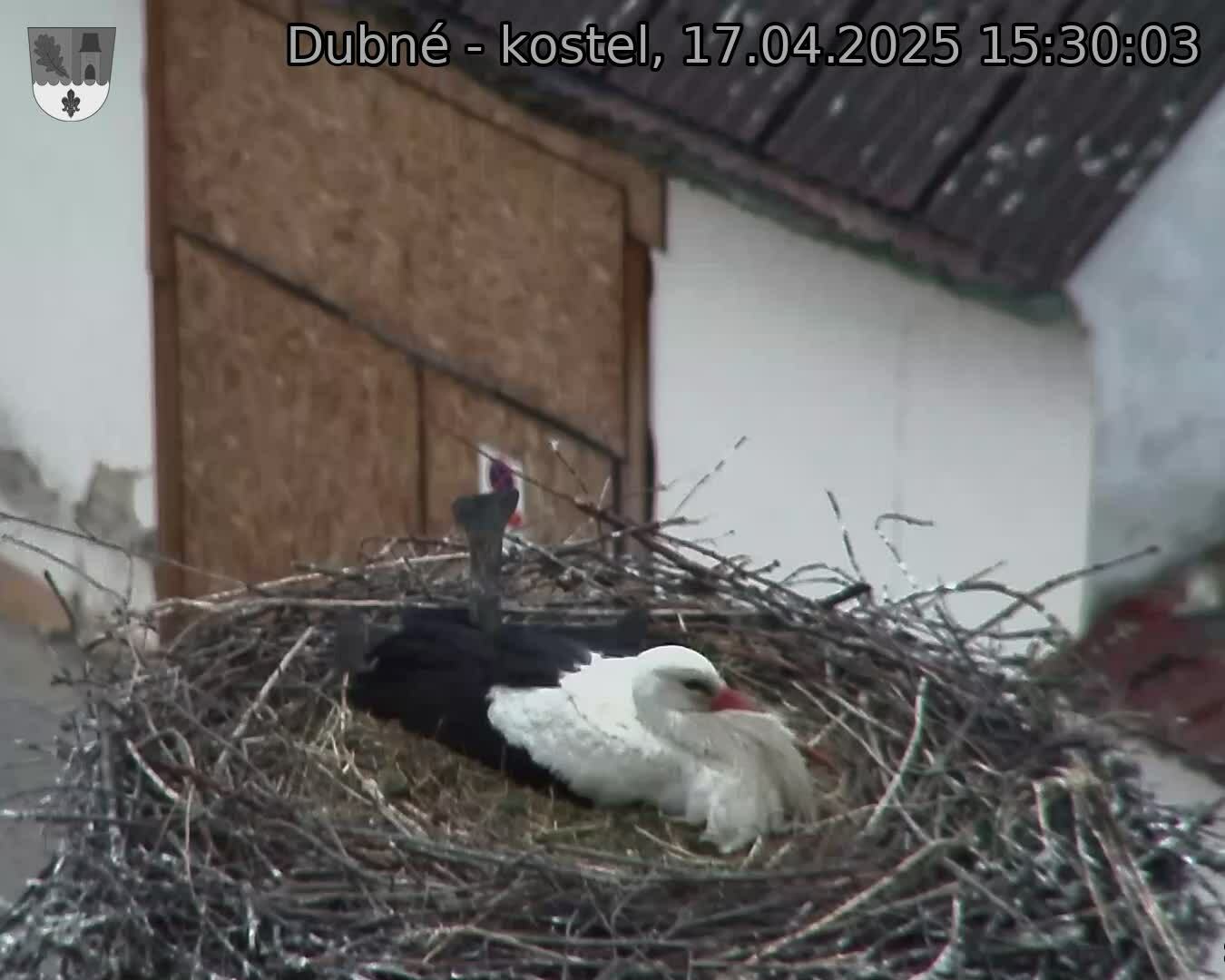 Capi_Dubne_20250417_153003.jpg (1350 x 1080)