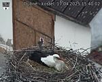 Capi_Dubne_20250417_154002.jpg