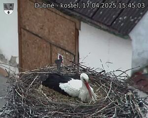 Capi_Dubne_20250417_154503.jpg (1350 x 1080)