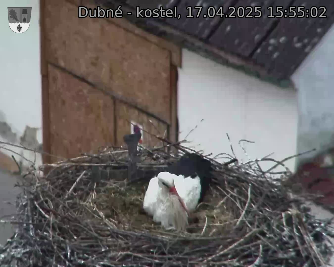 Capi_Dubne_20250417_155503.jpg (1350 x 1080)