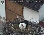 Capi_Dubne_20250417_160002.jpg