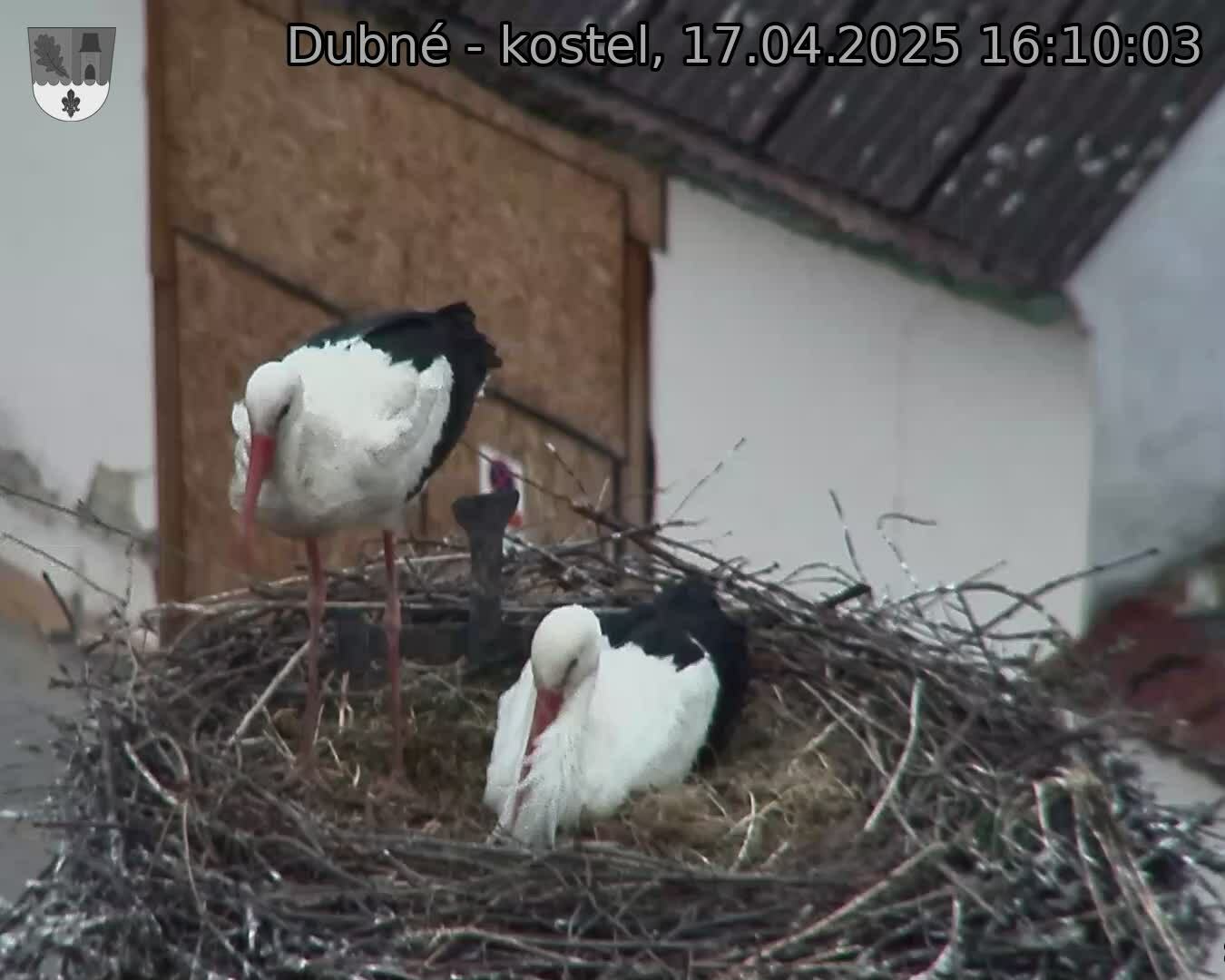Capi_Dubne_20250417_161003.jpg (1350 x 1080)