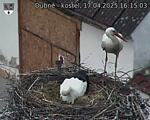 Capi_Dubne_20250417_161503.jpg