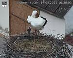 Capi_Dubne_20250417_163003.jpg