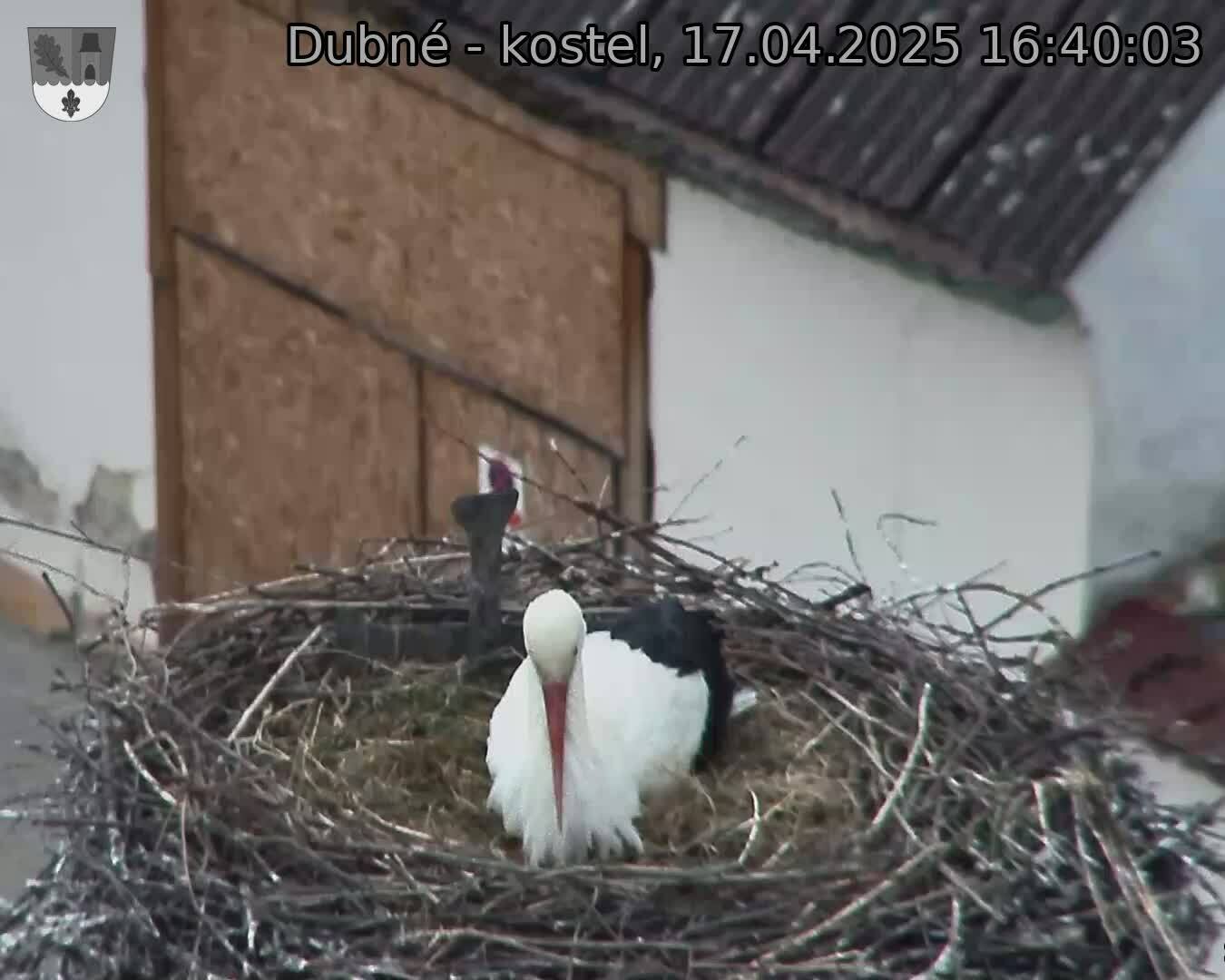 Capi_Dubne_20250417_164003.jpg (1350 x 1080)