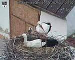 Capi_Dubne_20250417_172002.jpg