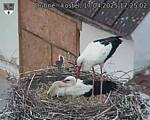 Capi_Dubne_20250417_172502.jpg