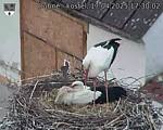 Capi_Dubne_20250417_173002.jpg