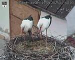 Capi_Dubne_20250417_174003.jpg