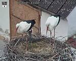Capi_Dubne_20250417_175503.jpg
