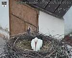 Capi_Dubne_20250417_180503.jpg