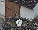 Capi_Dubne_20250417_182003.jpg