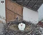 Capi_Dubne_20250417_182503.jpg