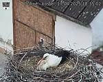 Capi_Dubne_20250417_183502.jpg