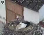 Capi_Dubne_20250417_184003.jpg