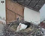 Capi_Dubne_20250417_184502.jpg