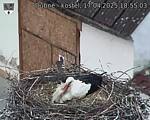 Capi_Dubne_20250417_185503.jpg