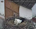 Capi_Dubne_20250417_190502.jpg