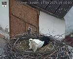 Capi_Dubne_20250417_191003.jpg
