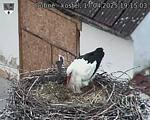 Capi_Dubne_20250417_191503.jpg